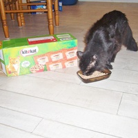 photo de livraison pour Chats Sans Toi"T"