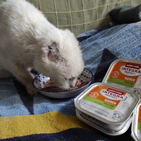 photo de livraison pour Ecole du Chat de Poitiers 