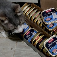 photo de livraison pour Les Pattounes de l'Espoir