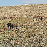 photo de livraison pour Civic Initiative Kane Korzo Skopje