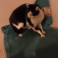 photo de livraison pour Le Gang des Matous