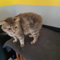photo de livraison pour Pour l'Amour des Chats