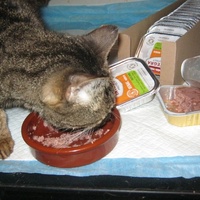 photo de livraison pour Au Bonheur des Chats Libres