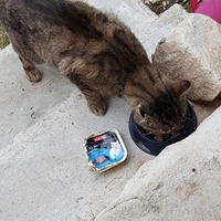 photo de livraison pour Chats du Pays d'Ornans