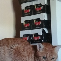 photo de livraison pour FELINS VAGABONDS