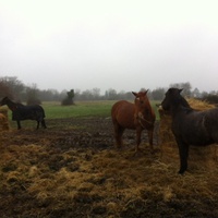 photo de livraison pour Cheval Espoir 33