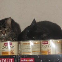 photo de livraison pour Chat Libre de l'Ile du Ramier