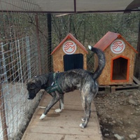 photo de livraison pour Refuge pour chiens de Baia Mare