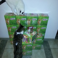 photo de livraison pour Aide Aux Chats