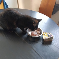 photo de livraison pour Cat Miaou