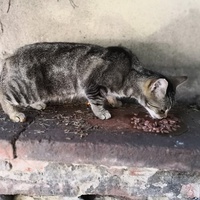 photo de livraison pour Le Resto des Zanimos
