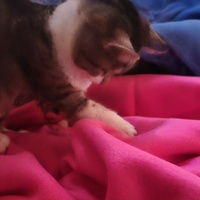 photo de livraison pour 4 Sabots et un Fer