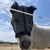 photo animal