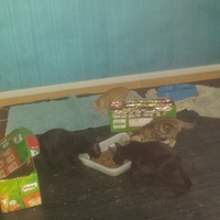 photo de livraison pour Cruzy Cat 34