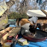 photo de livraison pour Les chats Port-Saint-Louisiens