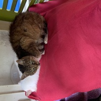 photo de livraison pour Un Ronron d'Espoir 33