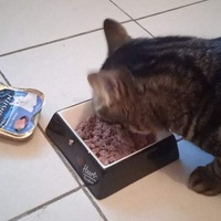 photo de livraison pour Hungry Cats14