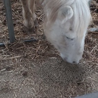photo de livraison pour Equi-Libre : Droit à la Retraite Equine