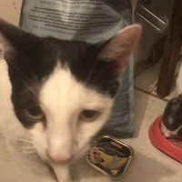photo de livraison pour Chats-sos