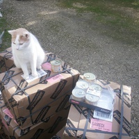 photo de livraison pour Les Chats de Dalila and co