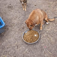 photo de livraison pour Serbian Society for the Protection of Animals - SSPA