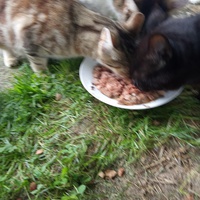 photo de livraison pour Chats Oubliés
