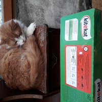 photo de livraison pour Une vie, Un chat