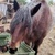 photo animal