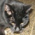 photo animal