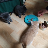 photo de livraison pour Les chats de l'Indifférence