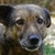 photo animal