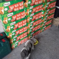photo de livraison pour Les chats Port-Saint-Louisiens