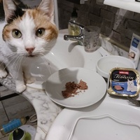 photo de livraison pour A Pas De Chats