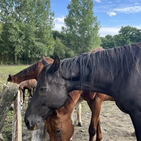 photo de livraison pour Un Espoir pour les Sans Voix