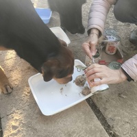 photo de livraison pour Chats Libres de Béziers