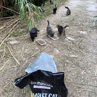 photo de livraison pour Ecole du Chat des Alpilles