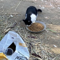 photo de livraison pour Ecole du Chat des Alpilles