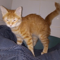 photo de livraison pour Amicale Chats