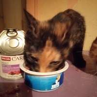 photo de livraison pour Les Chats de la Rue
