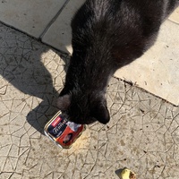 photo de livraison pour Le Chat Salonais
