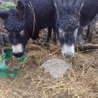photo de livraison pour A Petits Pas d'Amélie et Mélanie