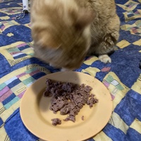 photo de livraison pour Ecole du Chat des Alpilles