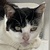 photo animal