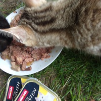 photo de livraison pour Chats Oubliés