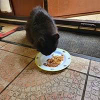 photo de livraison pour Chat de Gout'hier sans Toit