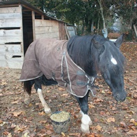 photo de livraison pour Cheval Espoirs 38