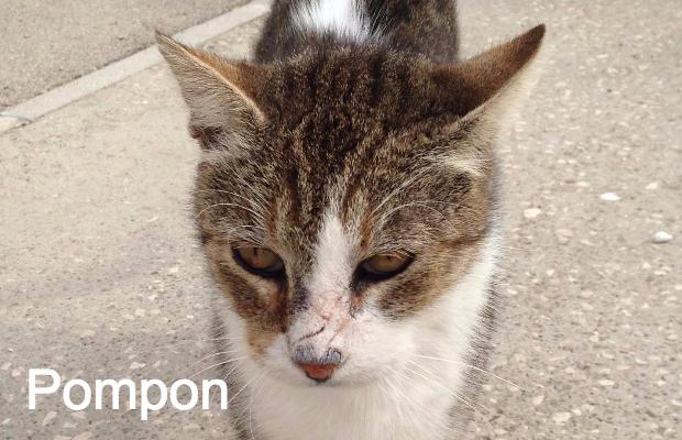 Pompon Les Chats Port Saint Louisiens Animal Webaction