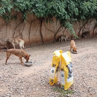 photo de livraison pour Help Adopt Moroccan Animals