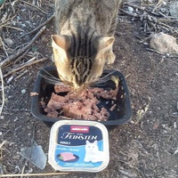 photo de livraison pour Les Chats-Pitresdelavi-Ste