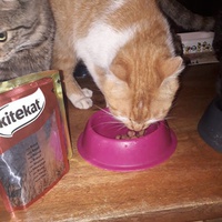 photo de livraison pour Patounes de Chats